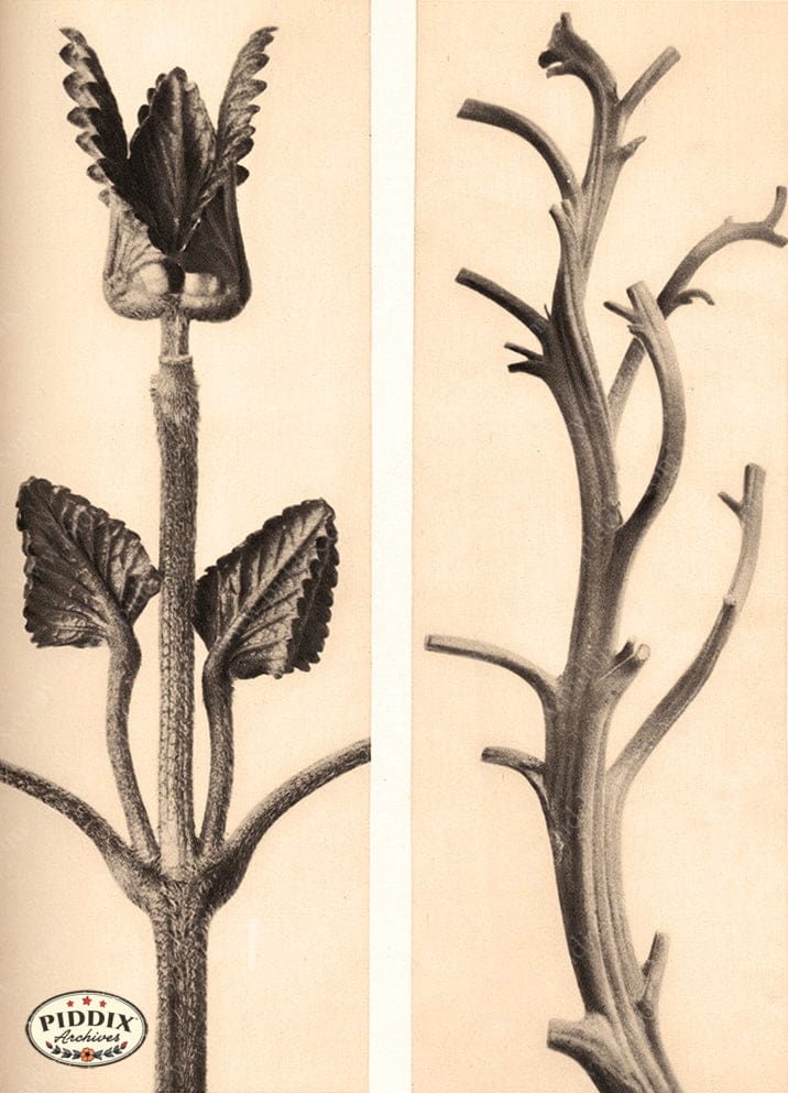 Pdxc20212 -- Macro Sepia Branches Color Illustration