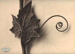 Pdxc20213 -- Macro Sepia Vine Leaf Color Illustration