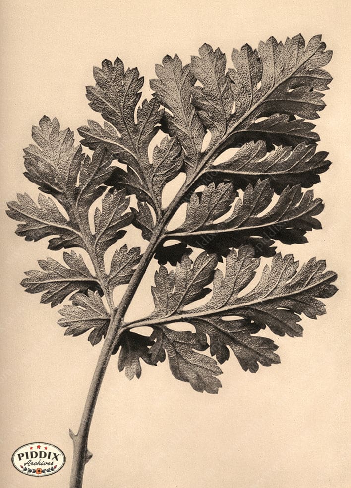 Pdxc20214 -- Sepia Leaf Color Illustration