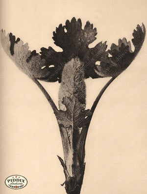 Pdxc20215 -- Macro Sepia Bud Leaves Color Illustration