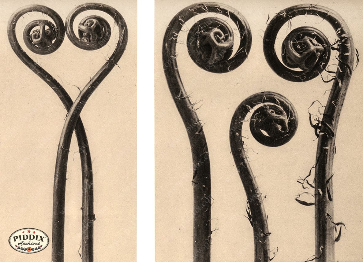 Pdxc20218 -- Macro Sepia Fern Fiddleheads Color Illustration