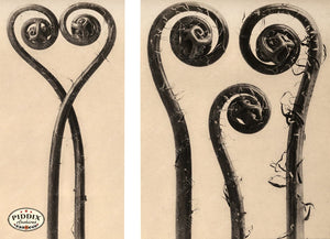 Pdxc20218 -- Macro Sepia Fern Fiddleheads Color Illustration