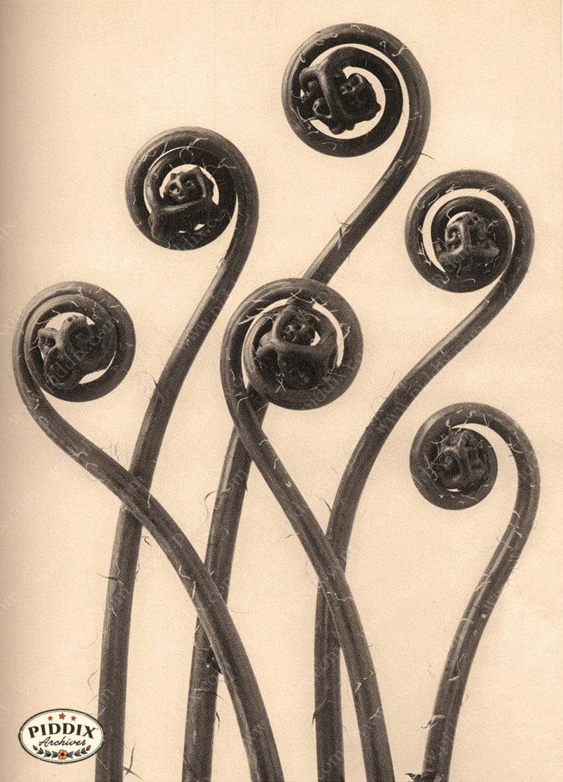 Pdxc20219 -- Sepia Fiddlehead Fern Color Illustration