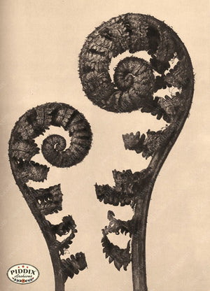 Pdxc20220 -- Sepia Fern Unfurling Color Illustration