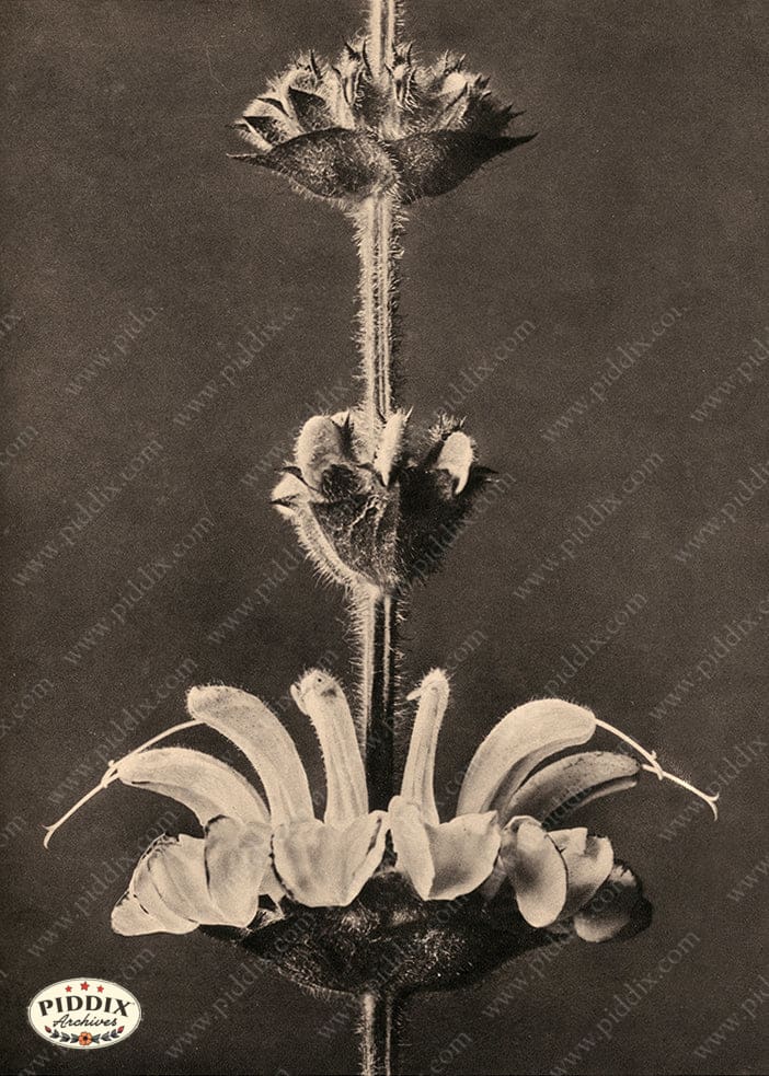 Pdxc20225 -- Macro Sepia Plant Flower Color Illustration