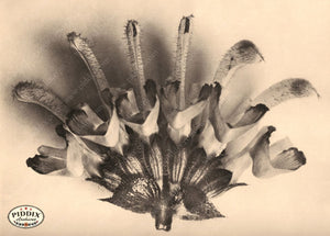 Pdxc20226 -- Macro Sepia Flower Color Illustration