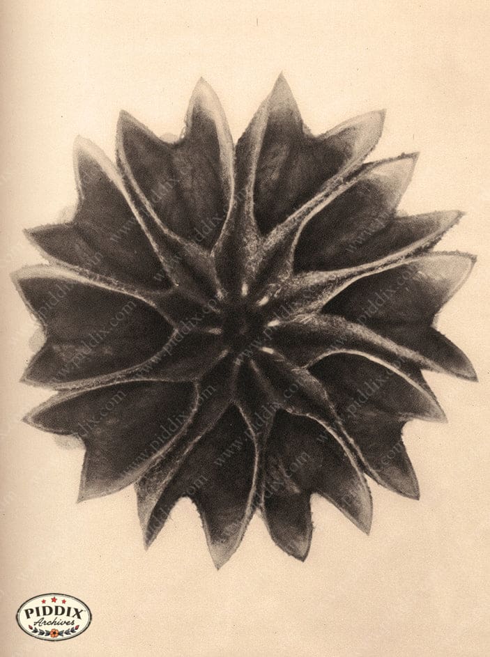 Pdxc20227 -- Macro Sepia Flower Color Illustration