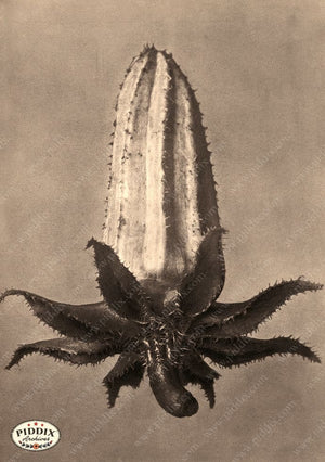 Pdxc20228 -- Macro Sepia Flower Bud Color Illustration