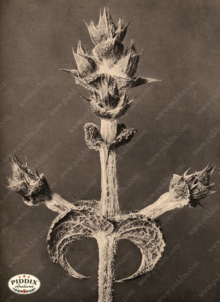 Pdxc20229 -- Macro Sepia Plant Leaves Color Illustration