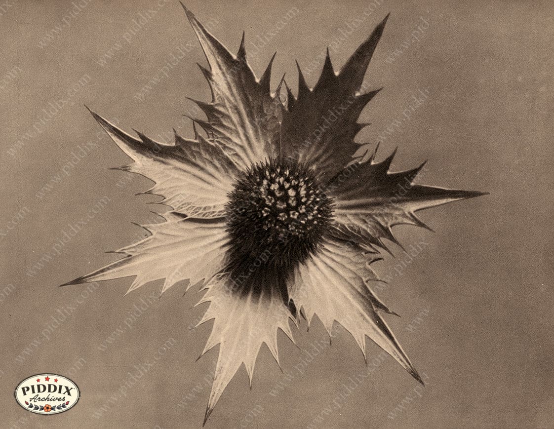Pdxc20230 -- Macro Sepia Flower Color Illustration