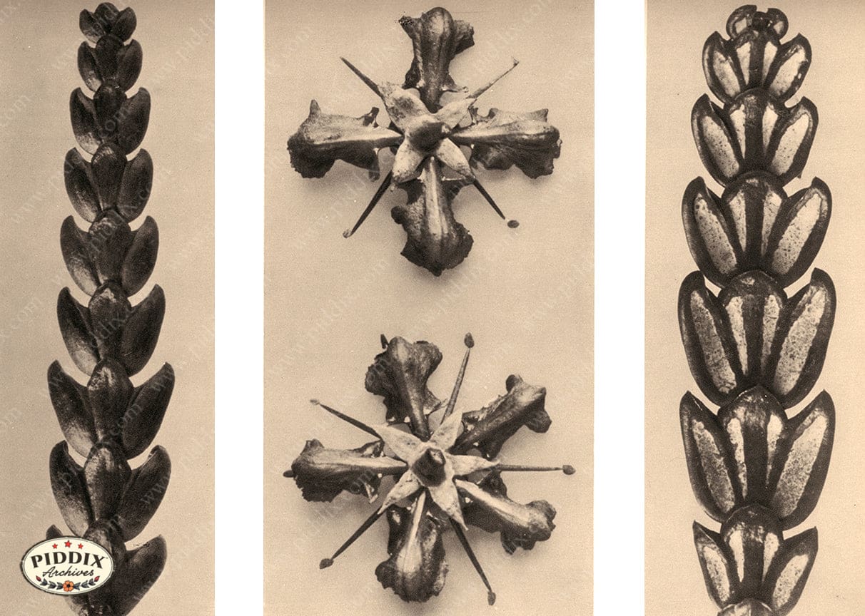 Pdxc20231 -- Macro Sepia Plants Color Illustration