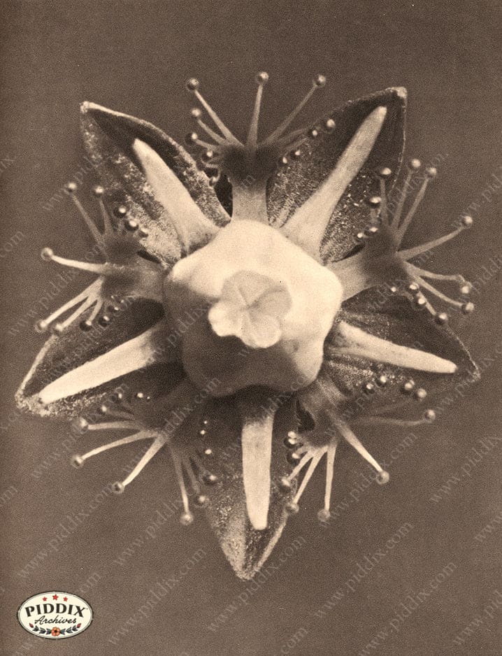 Pdxc20232 -- Macro Sepia Flower Color Illustration
