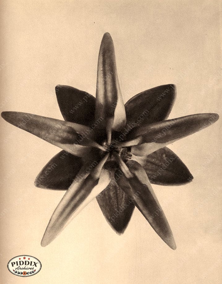 Pdxc20233 -- Macro Sepia Flower Color Illustration