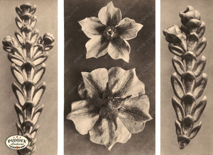 Pdxc20234 -- Macro Sepia Flowers Color Illustration