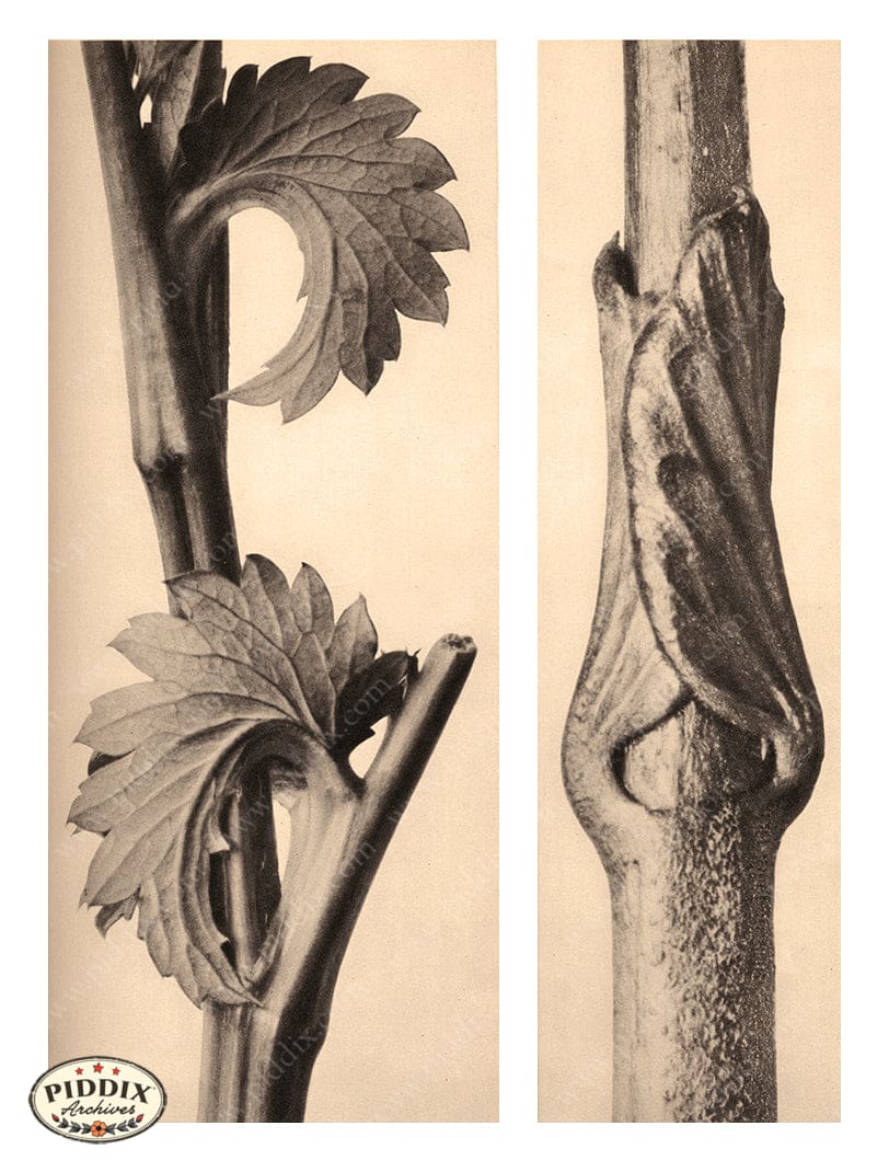 Pdxc20235 -- Sepia Opening Leaf Color Illustration