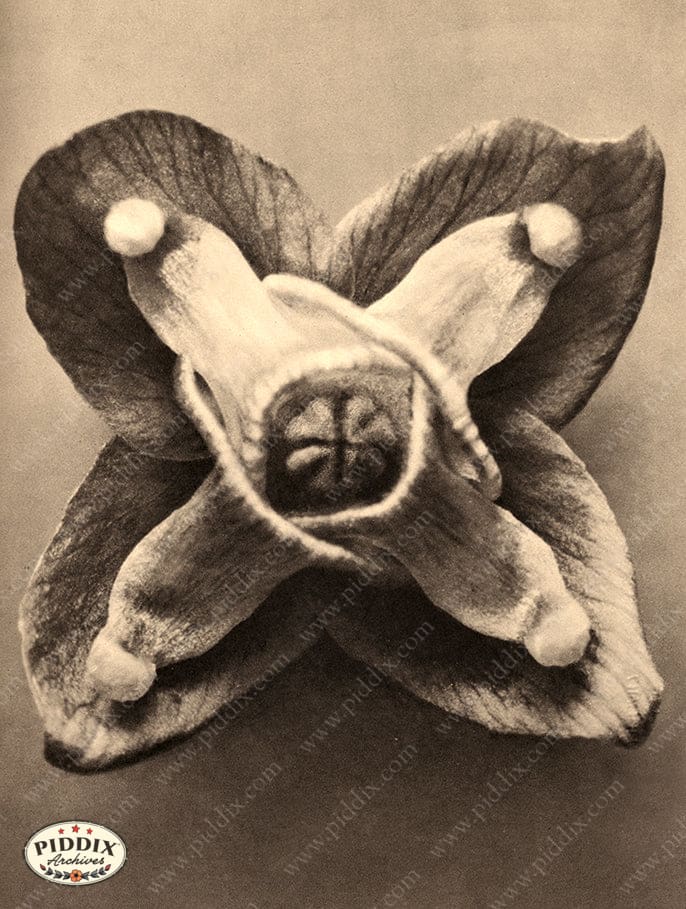 Pdxc20236 -- Sepia Macro Flower Color Illustration