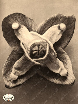 Pdxc20236 -- Sepia Macro Flower Color Illustration