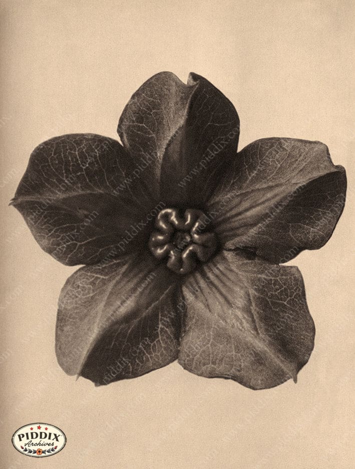Pdxc20238 -- Sepia Flower Color Illustration