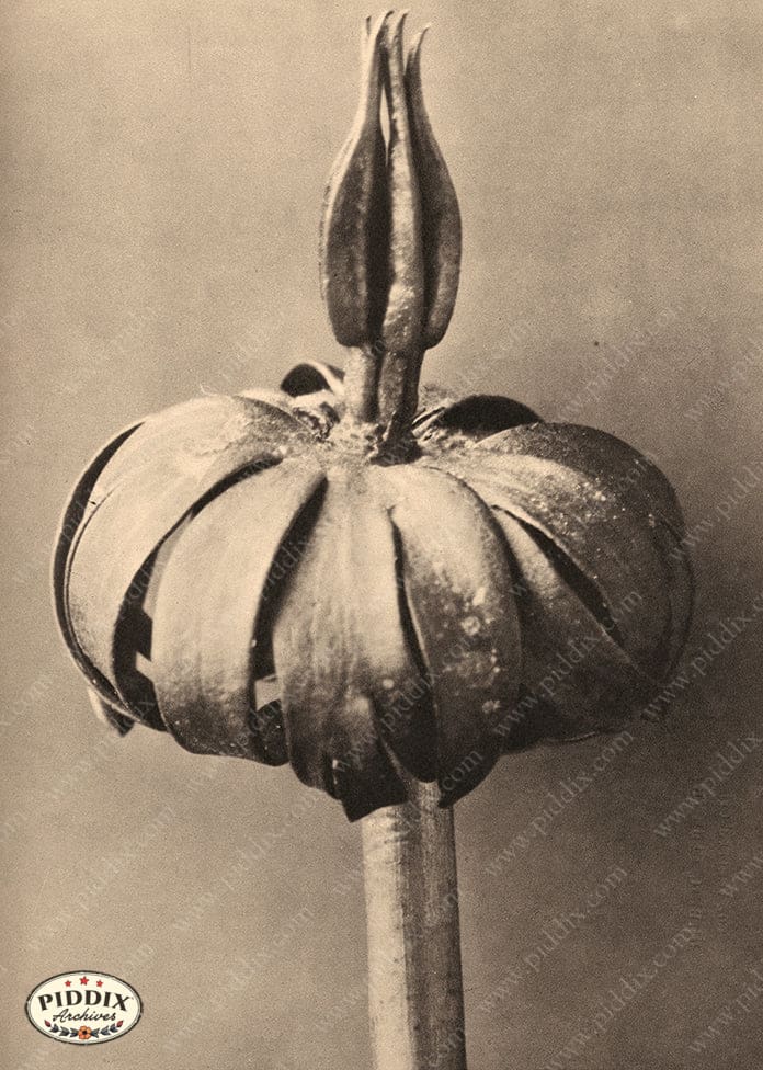 Pdxc20239 -- Sepia Unopened Flower Color Illustration