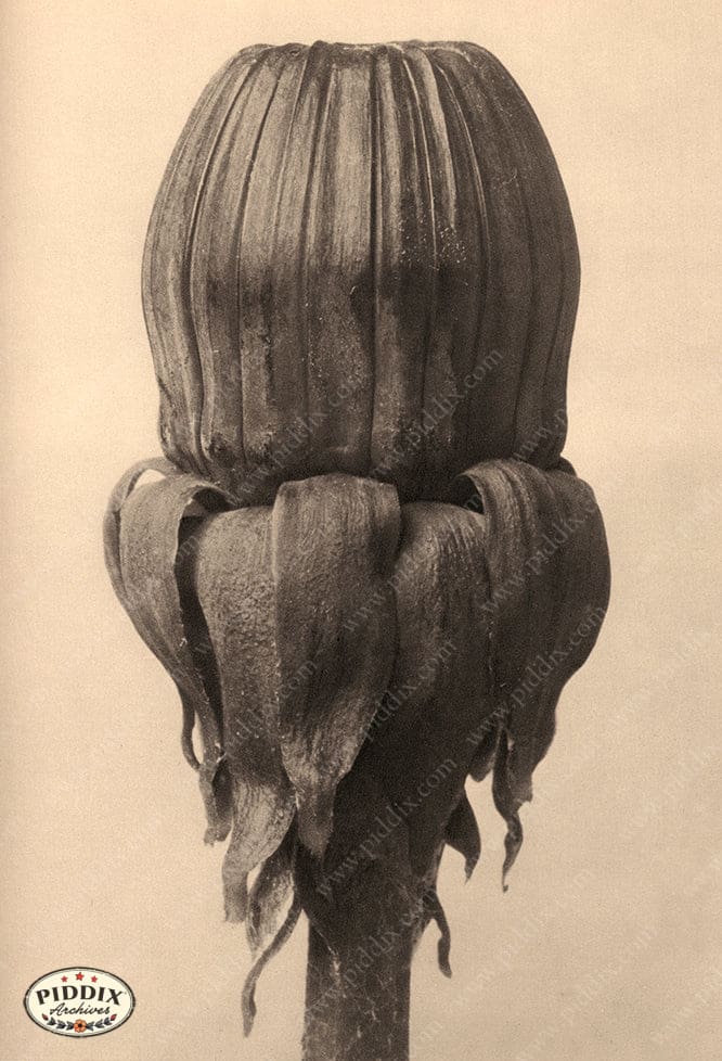 Pdxc20240 -- Sepia Flower Bud Color Illustration