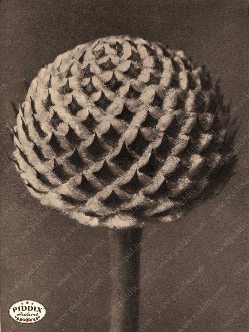 Pdxc20241 -- Black And White Flower Bud Color Illustration