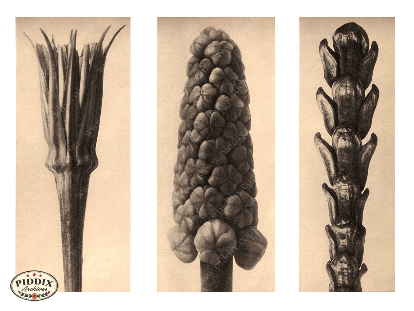 Pdxc20242 -- Three Flower Seeds Color Illustration