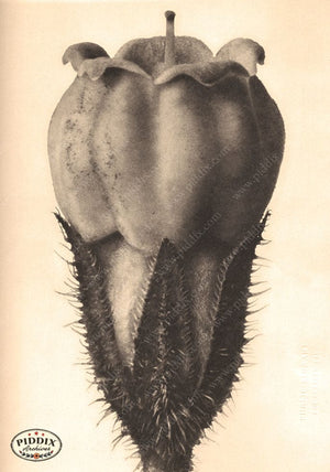 Pdxc20243 -- Sepia Seed Pod Color Illustration