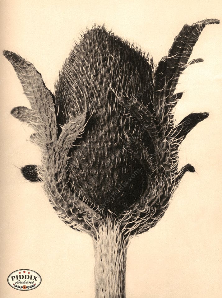 Pdxc20244 -- Sepia Flower Bud Color Illustration