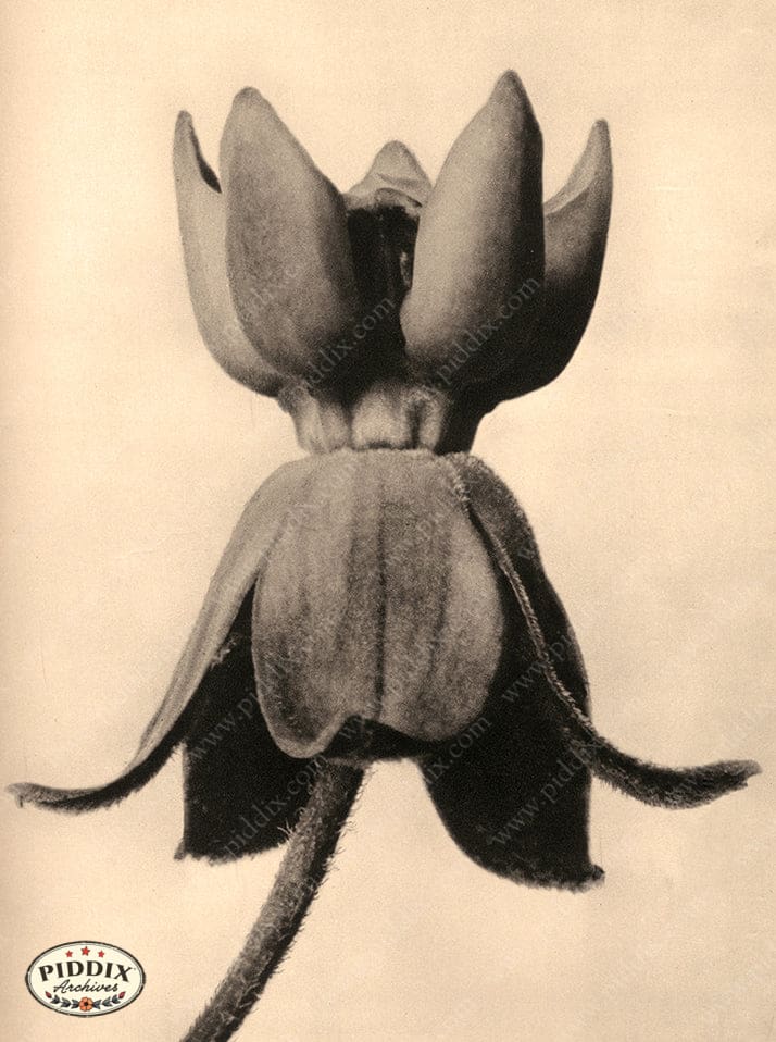 Pdxc20245 -- Sepia Macro Flower Color Illustration