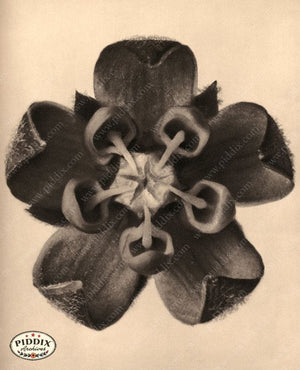 Pdxc20246 -- Sepia Macro Flower Color Illustration