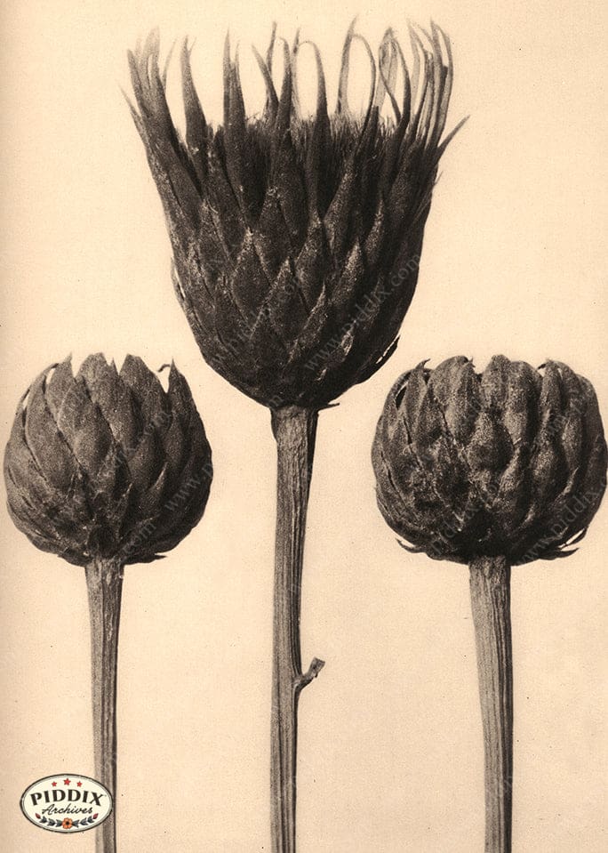 Pdxc20247 -- Sepia Artichokes Color Illustration
