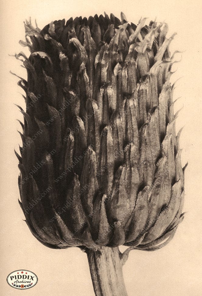 Pdxc20248 -- Sepia Artichokes Color Illustration