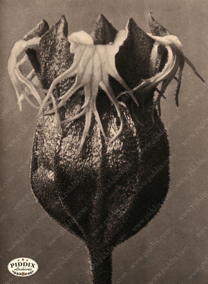 Pdxc20249 -- Black And White Plant Color Illustration