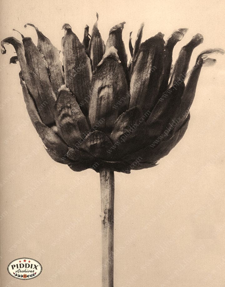 Pdxc20250 -- Sepia Flower Macro Color Illustration