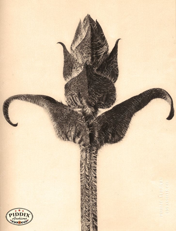 Pdxc20251 -- Sepia Plant Stem Color Illustration