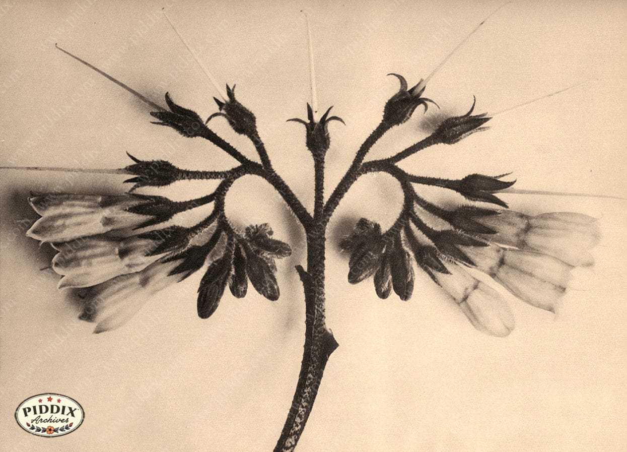 Pdxc20252 -- Sepia Flowers Filament Color Illustration