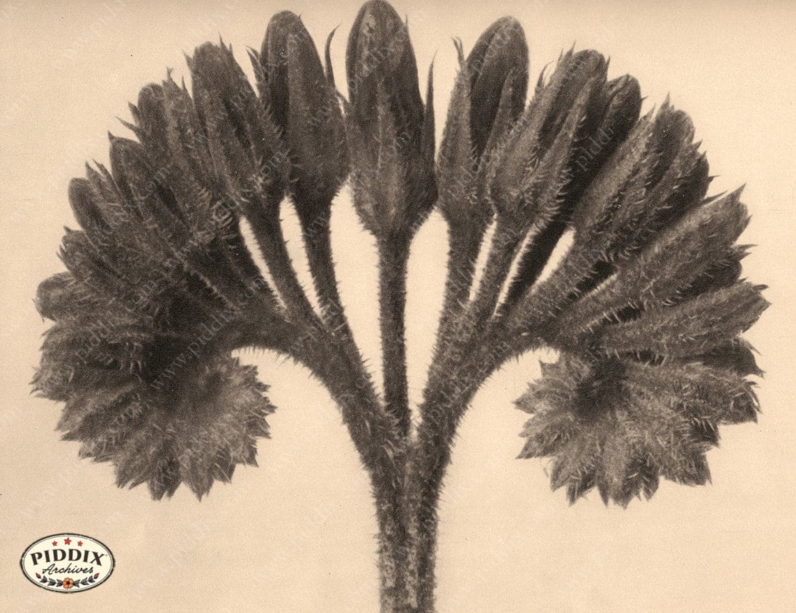 Pdxc20253 -- Sepia Flowers Closed Color Illustration