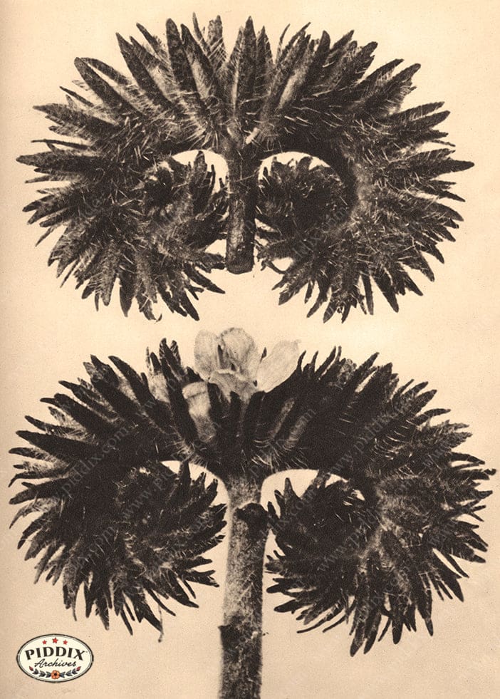 Pdxc20254 -- Sepia Flower Stem Color Illustration