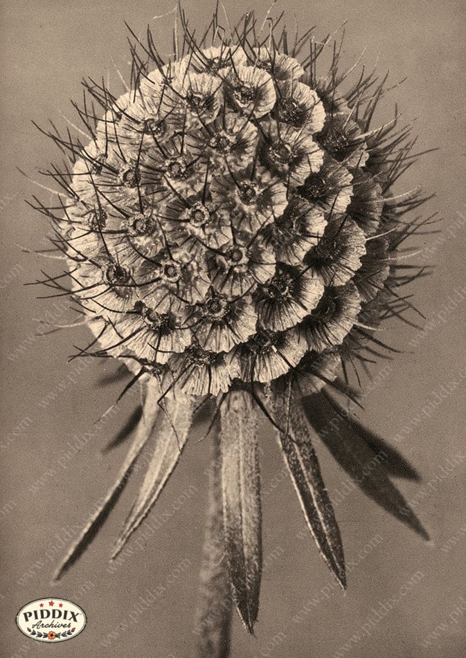 Pdxc20255 -- Sepia Flower Stem Color Illustration