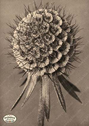 Pdxc20255 -- Sepia Flower Stem Color Illustration