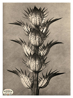 Pdxc20256 -- Black And White Spiky Leaves Color Illustration