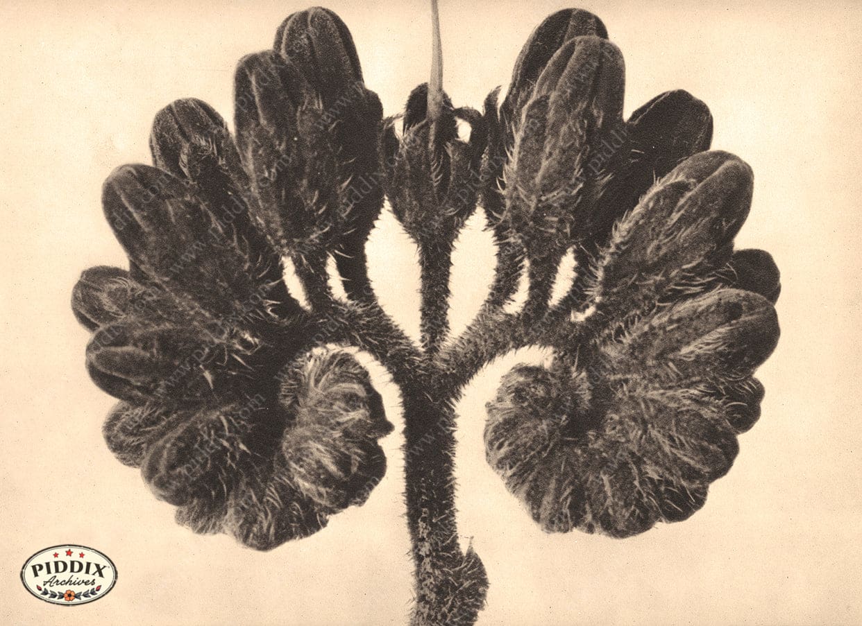 Pdxc20257 -- Sepia Stem And Flower Color Illustration