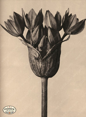 Pdxc20258 -- Sepia Flower Blooming Color Illustration