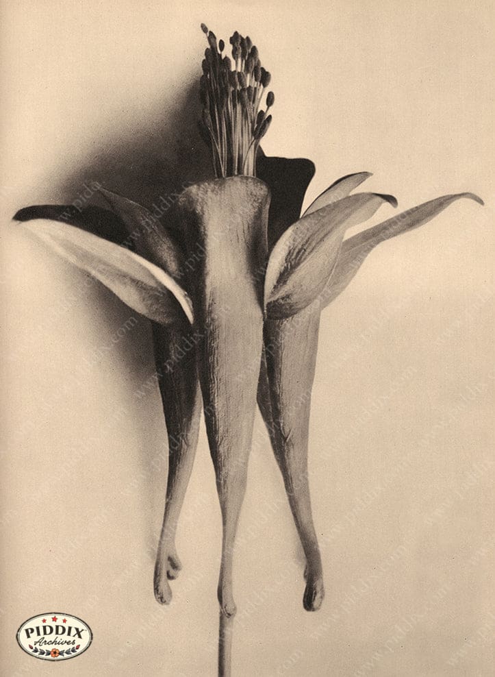 Pdxc20259 -- Sepia Flower Stamen Color Illustration