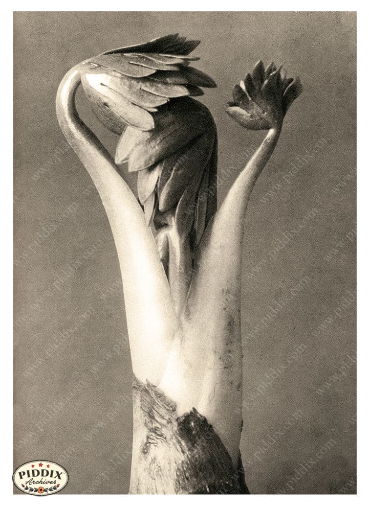 Pdxc20260 -- Black And White Stem Leaves Color Illustration