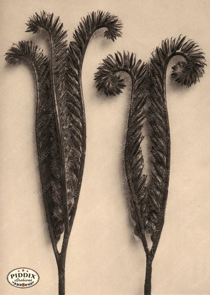 Pdxc20261 -- Sepia Stems Color Illustration