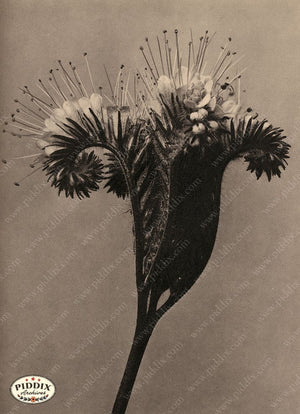 Pdxc20262 -- Sepia Flower Blooming Color Illustration