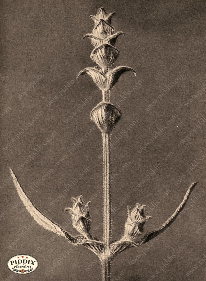 Pdxc20263 -- Sepia Plant Stem Color Illustration