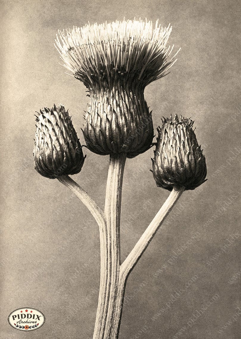 Pdxc20264 -- Sepia Thistle Color Illustration