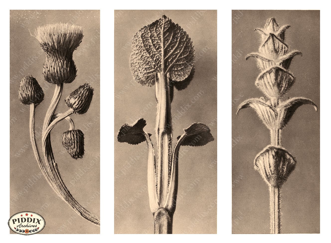 Pdxc20265 -- Three Sepia Plants Color Illustration